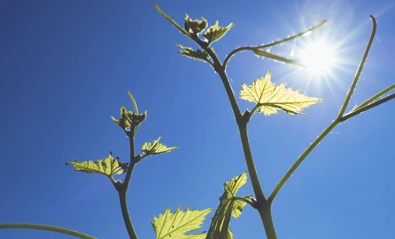 Jeune pousse de vigne sous le soleil de Provence