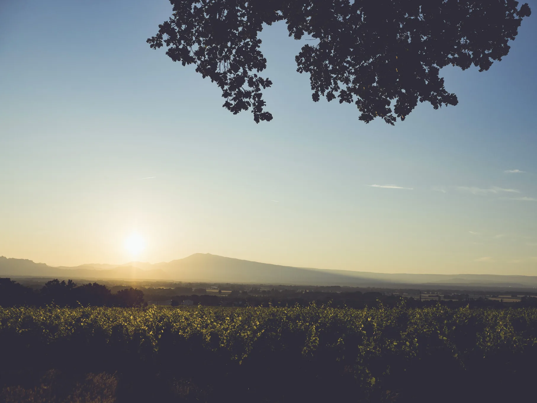 Vue du vignoble du Château de la Font du Loup face au Mont Ventoux