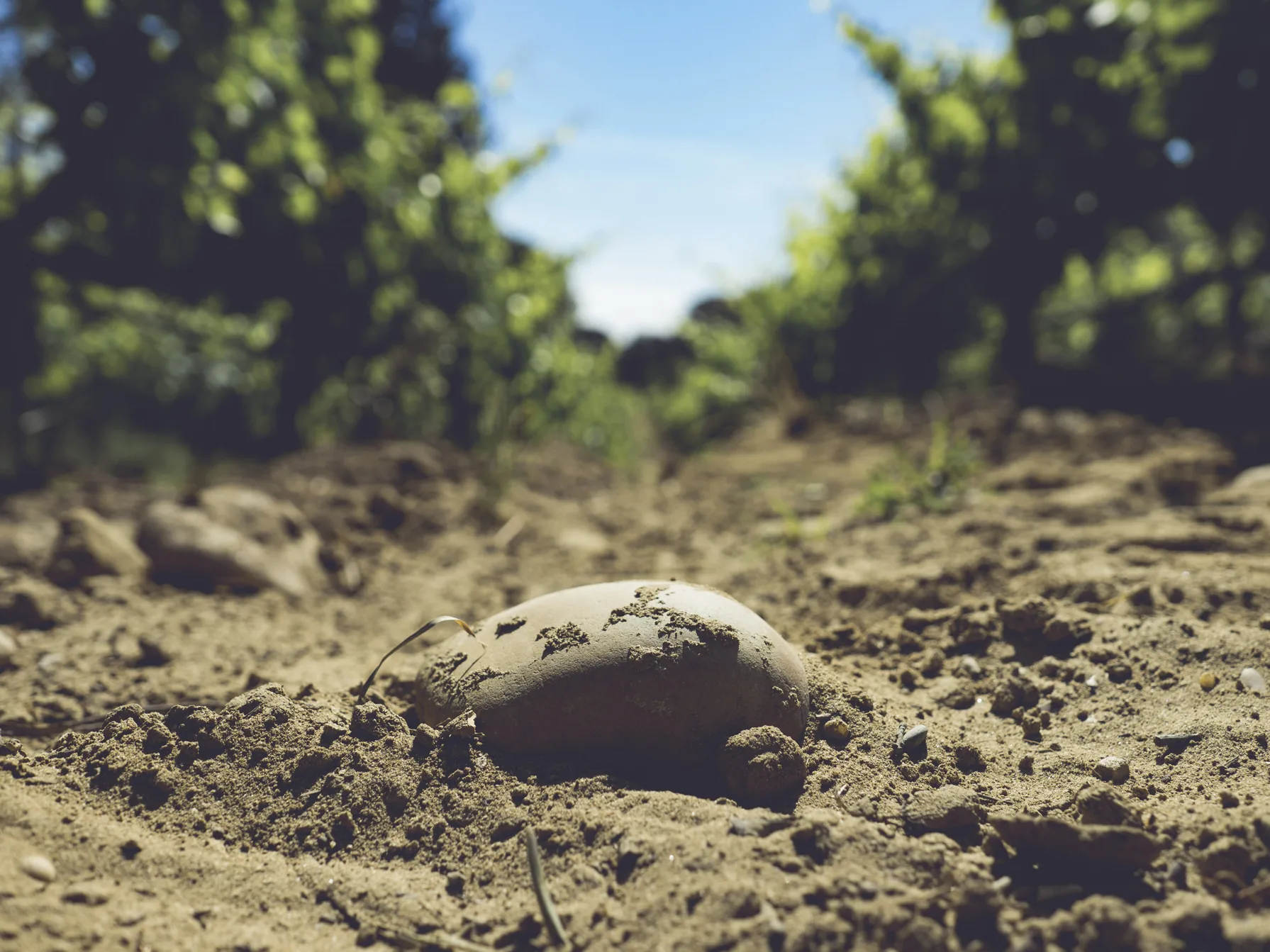 Sol sableux du vignoble de Châteauneuf-du-Pape au Château de la Font du Loup