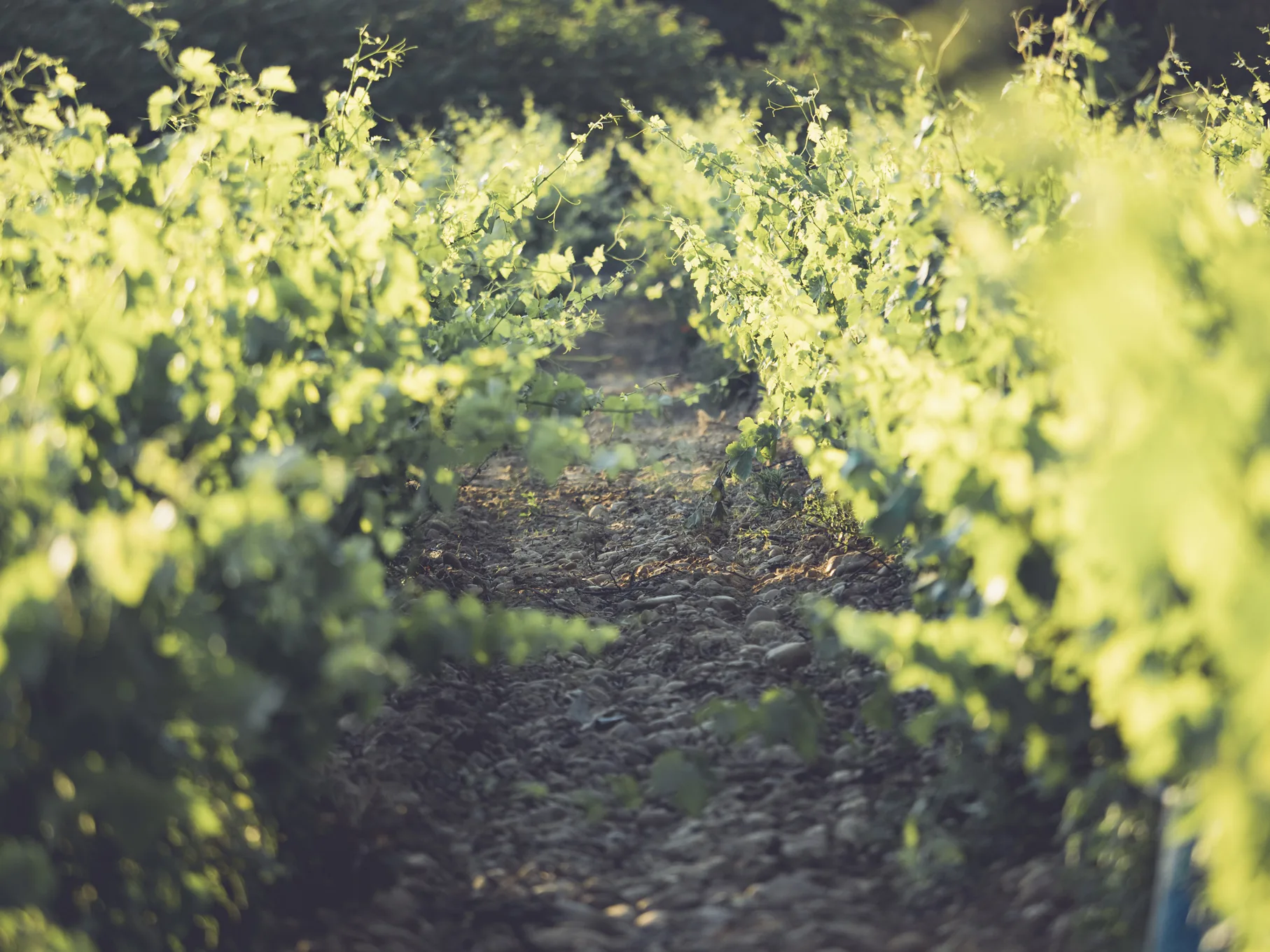 Rang de vignes du Château de la Font du Loup